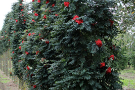  Рябина обыкновенная Фастигиата                       Sorbus aucuparia Fastigiata 